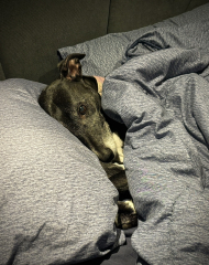 Nightmares about new dog