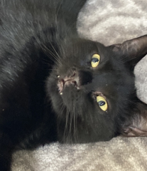 If your cat did OLD, what profile picture would she/he use?