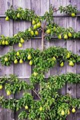 Which Fruit Trees?