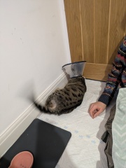 "Sludgy" bladder - anyone else's cat had this?