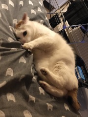 Trick or Cat Treat? The Excellent Cats do Halloween