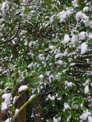 It’s snowing ❄️