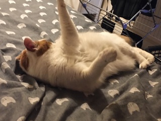 Trick or Cat Treat? The Excellent Cats do Halloween