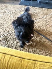 Please help – serious puppy blues!