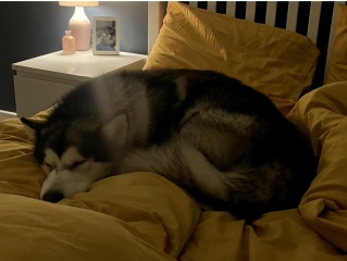 To have the dog in the bed with us?