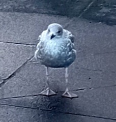 Trick or Cat Treat? The Excellent Cats do Halloween