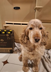 The Nigel Slater Christmas Chronicles Readalong 2024 Part 2