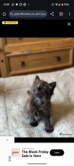 Is this kitten likely to turn black when older?
