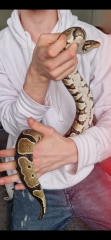 Pet thread?