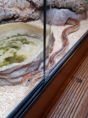 Trick or Cat Treat? The Excellent Cats do Halloween