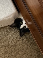 If your cat did OLD, what profile picture would she/he use?