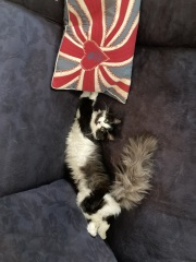 If your cat did OLD, what profile picture would she/he use?