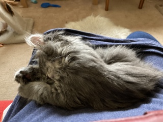 Trick or Cat Treat? The Excellent Cats do Halloween