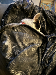 Trick or Cat Treat? The Excellent Cats do Halloween