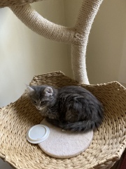 Trick or Cat Treat? The Excellent Cats do Halloween