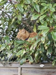 Trick or Cat Treat? The Excellent Cats do Halloween