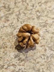 Trick or Cat Treat? The Excellent Cats do Halloween