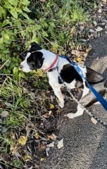 Thread 11 Starmer: Will that Phone Call Be To Harris or to Trump? (the decidedly superior looking cats thread)