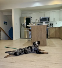 Adolescent Dog Survival Thread - Bark the Herald, furry angels sing!