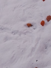 Trick or Cat Treat? The Excellent Cats do Halloween