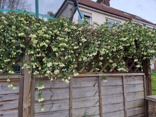 Winter flowering Clematis identification help