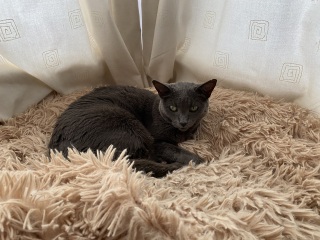 Where's your cat if you work away all day?