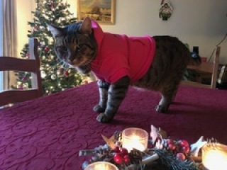 Tinsel, Glitter and Baubles - the Excellent Cats prepare to knock Everything off your Christmas Tree