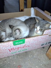 Trick or Cat Treat? The Excellent Cats do Halloween