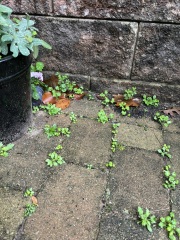 How to get rid of weeds on paving