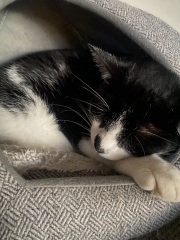 Trick or Cat Treat? The Excellent Cats do Halloween