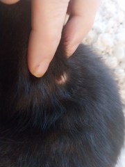 My lovely  kitten has a lump and I'm really worried.