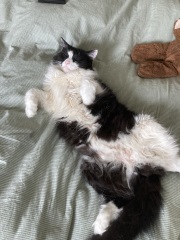 If your cat did OLD, what profile picture would she/he use?