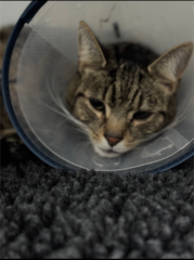 "Sludgy" bladder - anyone else's cat had this?