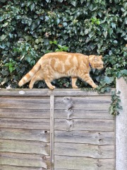 Trick or Cat Treat? The Excellent Cats do Halloween