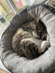 If your cat did OLD, what profile picture would she/he use?