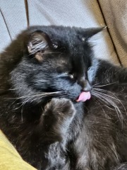 Trick or Cat Treat? The Excellent Cats do Halloween