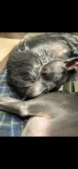 Nightmares about new dog