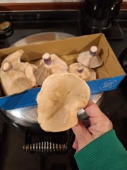 The Nigel Slater Christmas Chronicles Readalong 2024