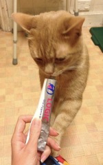 how do i clean my cats teeth