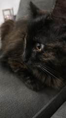 If your cat did OLD, what profile picture would she/he use?