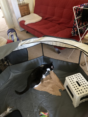 Enter Cat Four