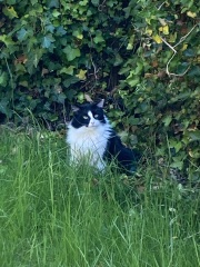 If your cat did OLD, what profile picture would she/he use?