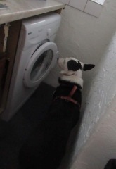 Tell me about your dog's quirks