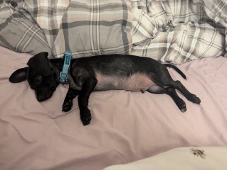 Puppy Survival Thread for New and Old Pups - here comes winter 2024
