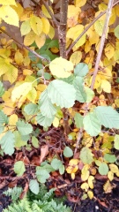 Identifying hedge