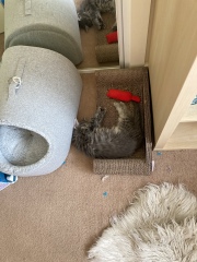 Trick or Cat Treat? The Excellent Cats do Halloween