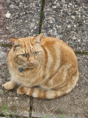 Trick or Cat Treat? The Excellent Cats do Halloween