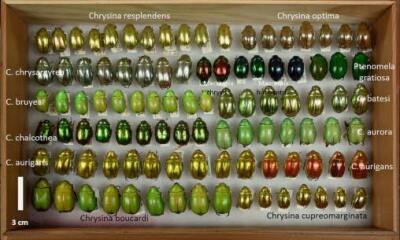 Bluestocking: the one where Boiled gets to the bar first!