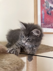 Older cats protective of kitten?