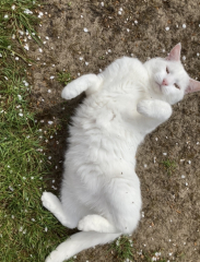 Tart cat.